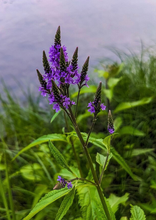 Load image into Gallery viewer, Blue Vervain (2")