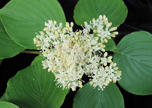 Load image into Gallery viewer, Alternate Leaf or Pagoda Dogwood (Gallon)