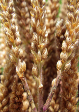 Load image into Gallery viewer, Blue Vervain (2")