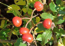 Load image into Gallery viewer, Pasture Rose (gallon)