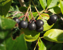 Load image into Gallery viewer, Purple Chokeberry (Gal)