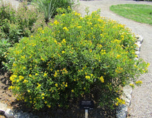 Load image into Gallery viewer, Shrubby St. John's Wort (Gallon)