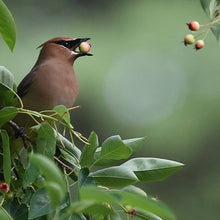 Load image into Gallery viewer, Serviceberry, aka June Berry (7 Gal)