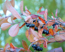 Load image into Gallery viewer, Purple Chokeberry (Gal)