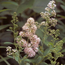 Load image into Gallery viewer, Meadowsweet (gallon)