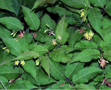 Load image into Gallery viewer, Bush Honeysuckle (gallon)