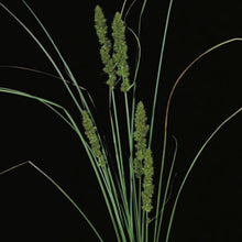 Load image into Gallery viewer, Oh Deer! Garden Kit (8 varieties/17 plants)