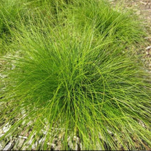 Load image into Gallery viewer, Ivory Sedge (2.5" prem.)