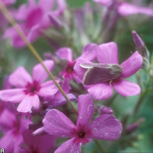 Load image into Gallery viewer, small pink-gray moth on a pink phlox flower