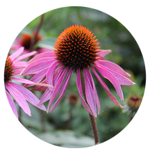 Load image into Gallery viewer, Bring Back the Fireflies Garden Kit (7 varieties; 16 plants)