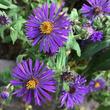 Load image into Gallery viewer, Monarch Buffet Seed Collection