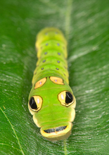 Load image into Gallery viewer, Spicebush (Gallon)