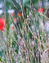 Load image into Gallery viewer, Switchgrass (2")