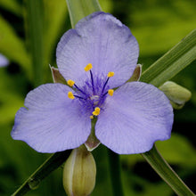 Load image into Gallery viewer, Spiderwort (2")