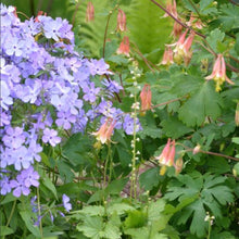 Load image into Gallery viewer, Native Shade Garden Kit (12 plants)