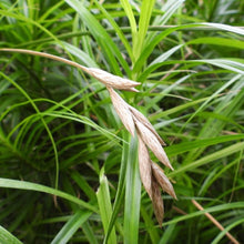 Load image into Gallery viewer, Muskingum Sedge (2")