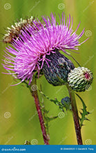 Load image into Gallery viewer, Fen Thistle