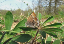 Load image into Gallery viewer, Wild Lupine Flower Seeds (Lupinus perennis)