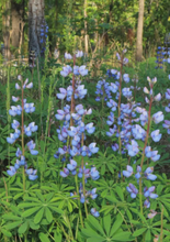Load image into Gallery viewer, Wild Lupine Flower Seeds (Lupinus perennis)