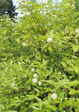 Load image into Gallery viewer, Buttonbush (plug) freeshipping - Rochester Pollinators