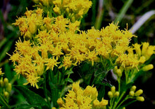 Load image into Gallery viewer, Riddell's Goldenrod (2" pot) freeshipping - Rochester Pollinators