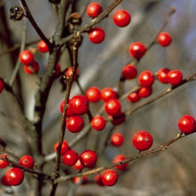 Load image into Gallery viewer, Michigan Holly or Winterberry (gallon)