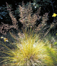Load image into Gallery viewer, Prairie Dropseed (2" pot) freeshipping - Rochester Pollinators