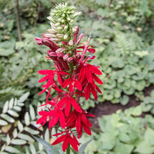 Load image into Gallery viewer, Hummingbird Garden (Kit) freeshipping - Rochester Pollinators