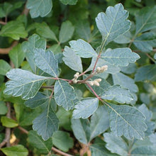 Load image into Gallery viewer, Fragrant Sumac (Gallon)