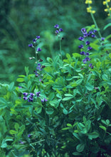 Load image into Gallery viewer, Blue Wild Indigo (2.5" Premium) freeshipping - Rochester Pollinators