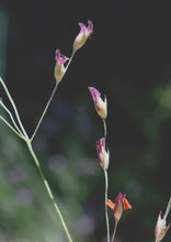 Load image into Gallery viewer, Switchgrass (2" pot) freeshipping - Rochester Pollinators