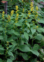 Load image into Gallery viewer, Zigzag Goldenrod (plug)