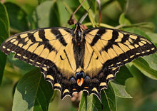 Load image into Gallery viewer, Spicebush (plug) freeshipping - Rochester Pollinators