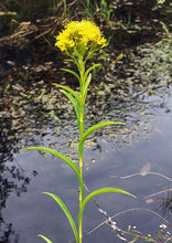Load image into Gallery viewer, Riddell's Goldenrod (2" pot) freeshipping - Rochester Pollinators