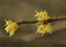 Load image into Gallery viewer, Spicebush (plug) freeshipping - Rochester Pollinators