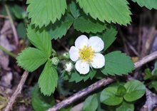 Load image into Gallery viewer, Wild Strawberry (2" pot) freeshipping - Rochester Pollinators
