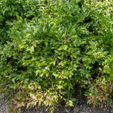 Load image into Gallery viewer, Lowbush Blueberry (Gallon) freeshipping - Rochester Pollinators