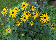 Load image into Gallery viewer, Black-Eyed Susan (2" pot) freeshipping - Rochester Pollinators