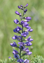 Load image into Gallery viewer, Blue Wild Indigo (2.5" Premium) freeshipping - Rochester Pollinators