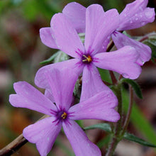 Load image into Gallery viewer, Prairie Phlox (2.5" Premium) freeshipping - Rochester Pollinators