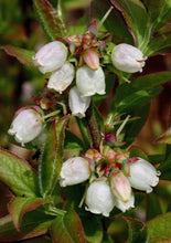 Load image into Gallery viewer, Lowbush Blueberry (Gallon) freeshipping - Rochester Pollinators
