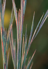 Load image into Gallery viewer, Little Bluestem (2" pot) freeshipping - Rochester Pollinators