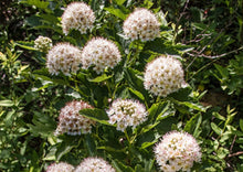 Load image into Gallery viewer, Ninebark (Gallon)