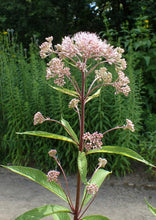 Load image into Gallery viewer, Joe Pye (pink) (2") freeshipping - Rochester Pollinators