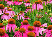 Load image into Gallery viewer, Purple Coneflower (2" pot) freeshipping - Rochester Pollinators