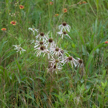 Load image into Gallery viewer, Pale Purple Coneflower (2")