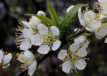 Load image into Gallery viewer, Wild Plum (Gallon)