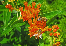 Load image into Gallery viewer, Butterfly Milkweed (plug) freeshipping - Rochester Pollinators