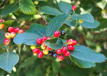 Load image into Gallery viewer, Nannyberry Shrub (1 Gal)