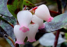 Load image into Gallery viewer, Bearberry (gallon)